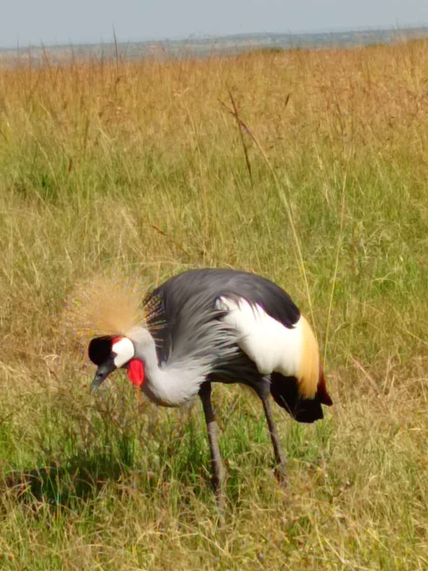 Crowned crane at Lake Nakuru