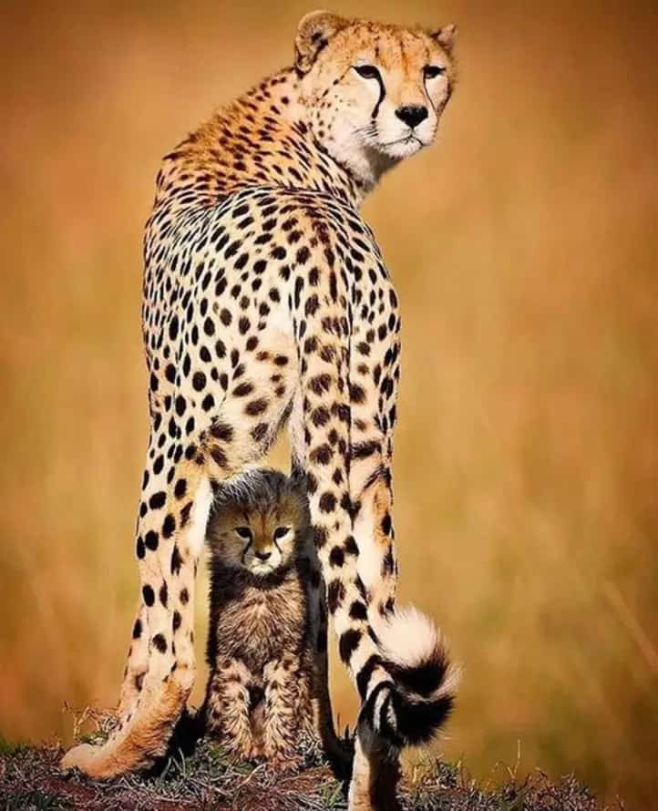 Leopard in dry country