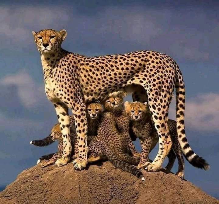 Cheetah mother and cubs on a savannah mound