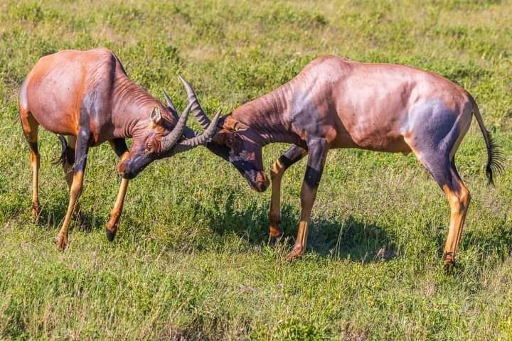 Antelope on the open plains during a game drive