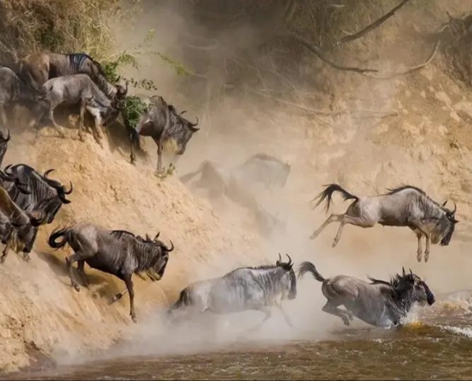 Wildebeest leaping into the Mara River during the Great Migration