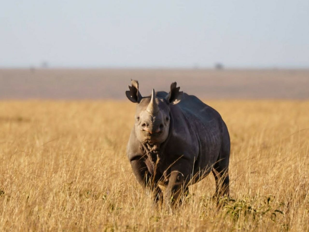 Black rhino standing on golden grassland